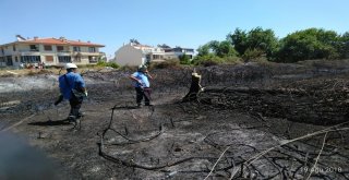 Kavak Ağacı Yangın Çıkardı