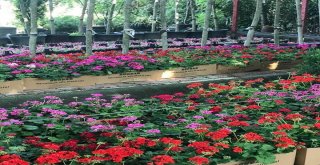 Kurban Bayramında Mezar Ziyaretine Çiçek İkramı