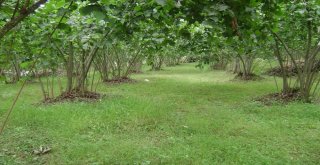 Araplar Ordudan Fındık Bahçesi Satın Aldı