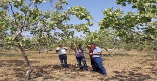 Siirtte Fıstık Bahçelerinde Rekolte Çalışması