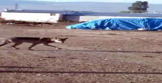 Aç Kalan Kurt Mahalleye İndi