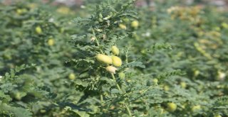 (Özel) İlk Kez Ekildi, Asker, Öğrenci Ve Mahkumları Doyuracak