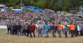 Boğa Güreşleri Türkiye Şampiyonu Belli Oldu