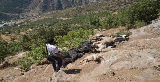 Kayalıklardan Düşen Sürü Telef Oldu