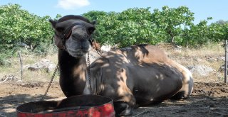 (Özel) Güreşçi ‘Yakışıklı Sülo Kurbanlık Yolunda