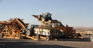 Malazgirtte Pancar Alımları Başladı