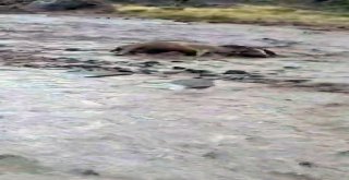 Sel Sularına Kapılan İnekler Telef Oldu