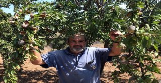 Organik Badem Büyük Rağbet Görüyor