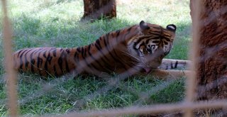 Aref, Hastaneye Gitmek İçin 5 Saat Beklemiş