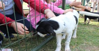 Kağıthanede Çocuklardan Hayvanlara Mektup Rekoru