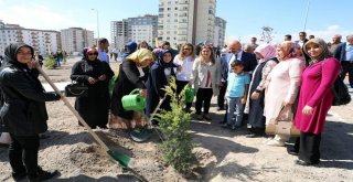 Kocasinanda Doğaya Hanımeli Değdi