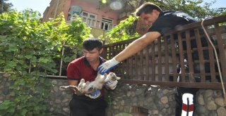 Kurtardığı Kedi Tarafından Isırıldı