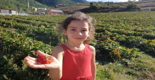 Kalp Şeklindeki Çilek Sosyal Medyada İlgi Çekiyor