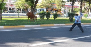 Kurbanlık Dana Ortalığı Birbirine Kattı