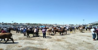 Malatya Hayvan Pazarında Arefe Yoğunluğu