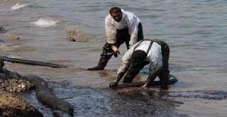 Foçadaki Çevre Felaketinde Temizlik Çalışmaları Devam Ediyor