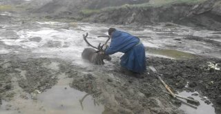 Bataklığa Saplanan Geyik Kurtarıldı