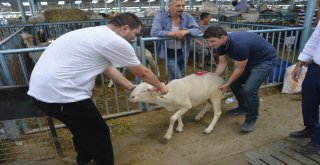 Kurbanlık Almak İçin Bayram Günün Beklediler