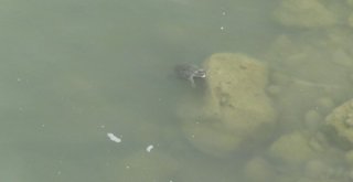 Kaplumbağalar İlçe Deprem Paniğine Yol Açtı