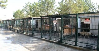 Çorumda Sokak Hayvanları Klima İle Serinliyor