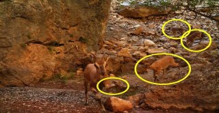 Yaban Keçisi Kırık Ayağına Rağmen Yavrusunu Bırakmadan Yoluna Devam Etti