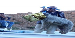 Ayı Yavrusu Kafasını Tenekeye Sıkıştırdı