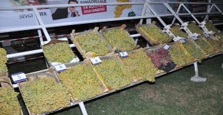 Buldan En İyi Üzümünü Seçti