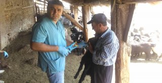 Kozanda Büyükbaş Ve Küçükbaş Hayvanlara Küpeleme