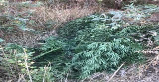 Vanda Uyuşturucu Operasyonu