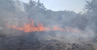 Reşadiyede Orman Yangını