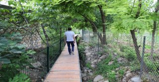 Savura Yürüyüş Yolu