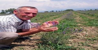 Nilüferde Lavantalar Açtı