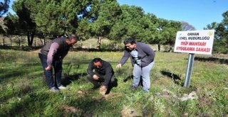 Trüf Mantarı Uygulama Sahasında Kültür Bakımı