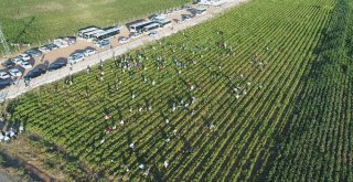 İsot Festivali Renkli Görüntülerle Başladı