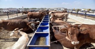Selçukluda Kurban Satış Yeri Ve Kesim Yerleri Hazır