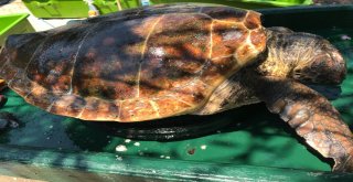 Bodrumda 1İ Ölü 1İ Yaralı 2 Caretta Caretta Bulundu
