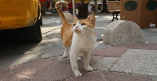 Mırmırı Gören Köpekler Yolunu Değiştiriyor