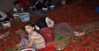 (Özel) Acıdan Para Kazanıyorlar