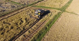 Boyabatta Çeltik Hasadı Başladı