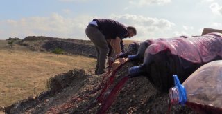 Uşakta Kaçak Sigara Ve Şaraplar İmha Edildi