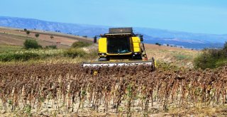 Samsunda Ayçiçeği Hasadı Başladı