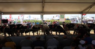 Tekirdağda İnek Güzellik Yarışması