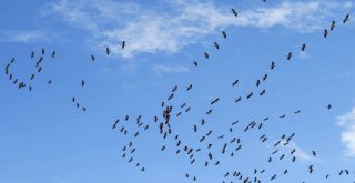 Leyleklerin Erken Göçü İlgiyle İzlendi