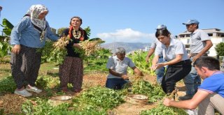 Bozyazıda Yol Kenarlarına Ekilen Yer Fıstıkları Hasat Edildi