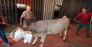 Yozgatlı Kasaptan Kurban Yatırma Tekniği