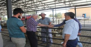Başkan Karayol Hayvan Pazarını Ziyaret Etti