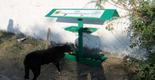 Sokak Hayvanları Unutulmadı