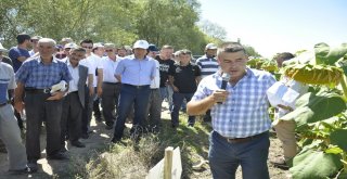 Eskişehire Uygun Yağlık Ayçiçeği Çeşitleri Tanıtıldı