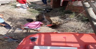 Çukura Düşen Danayı İtfaiye Kurtardı