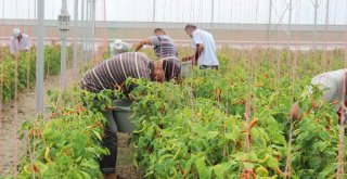 Suriyeli Mülteciler Yetiştiriyor, Türk Kursiyerler İşliyor